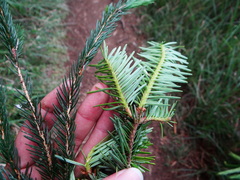 Taiwan Fir (Abies kawakamii)