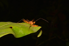 Ploeogaster