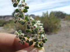Euphorbia brandegeei