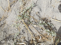 Euphorbia brandegeei