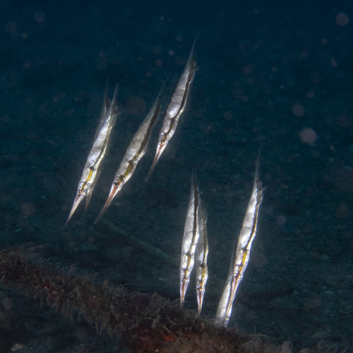 Smooth razorfish (Centriscus cristatus) — Centriscidae — 5