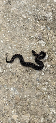 Pygmy Rattlesnake