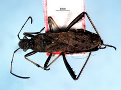 Alydus conspersus