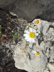 Perityle crassifolia robusta