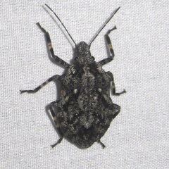 Brochymena chelonoides