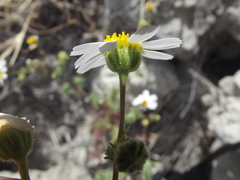 Perityle crassifolia robusta