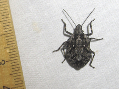 Brochymena chelonoides