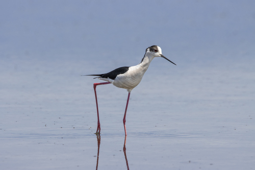 Black-winged Stilt