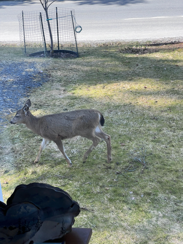 Odocoileus hemionus sitkensis