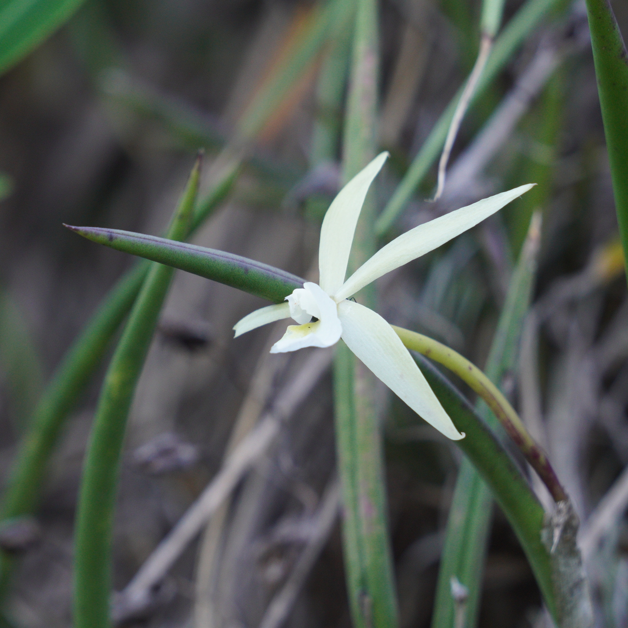 Imagem de Orquídea Cebolinha