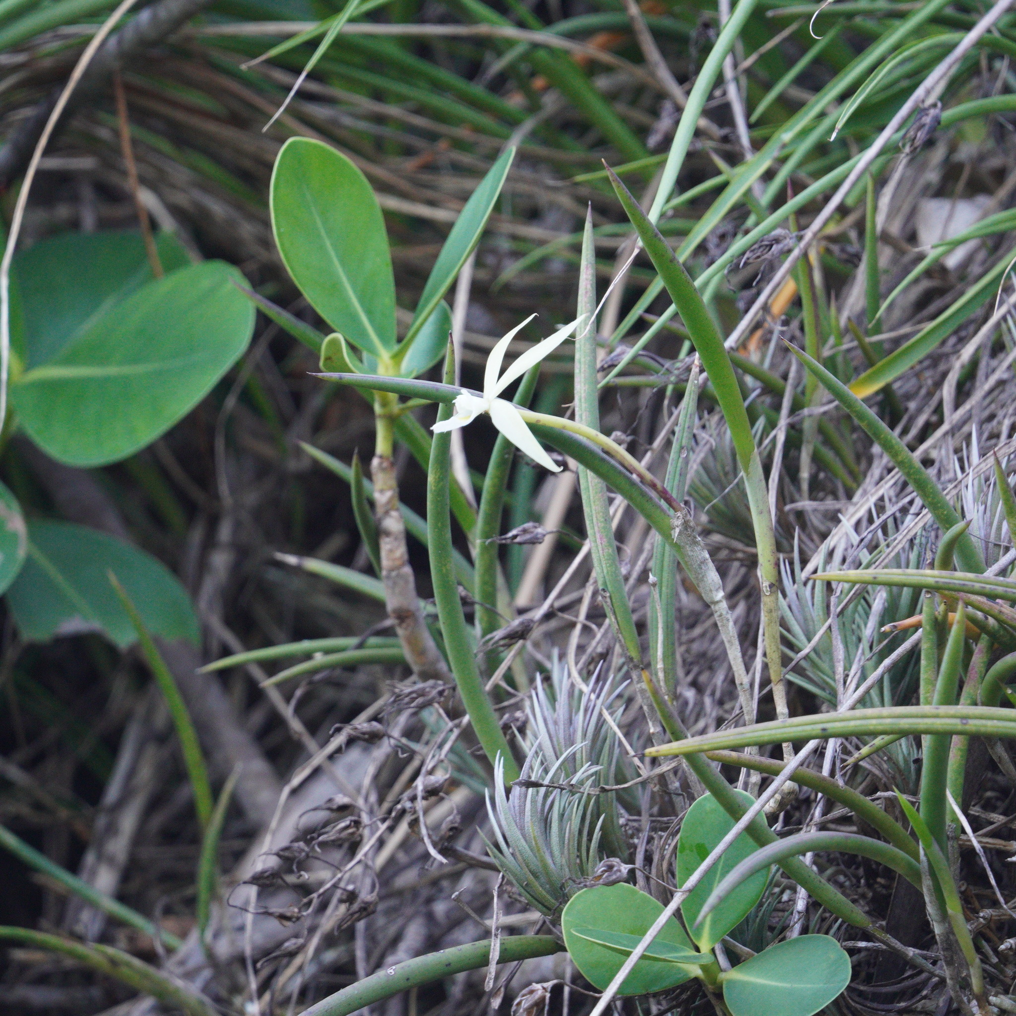 Imagem de Orquídea Cebolinha