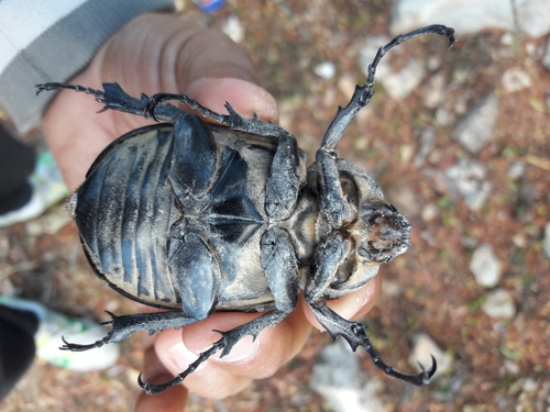 Elephant Beetle