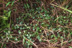 Polygonum foliosum