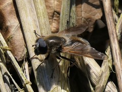 Cheilosia grossa