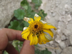 Heliopsis anomala