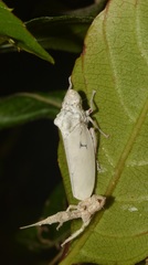 Diestostemma bituberculatum