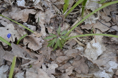 Anemonoides ranunculoides