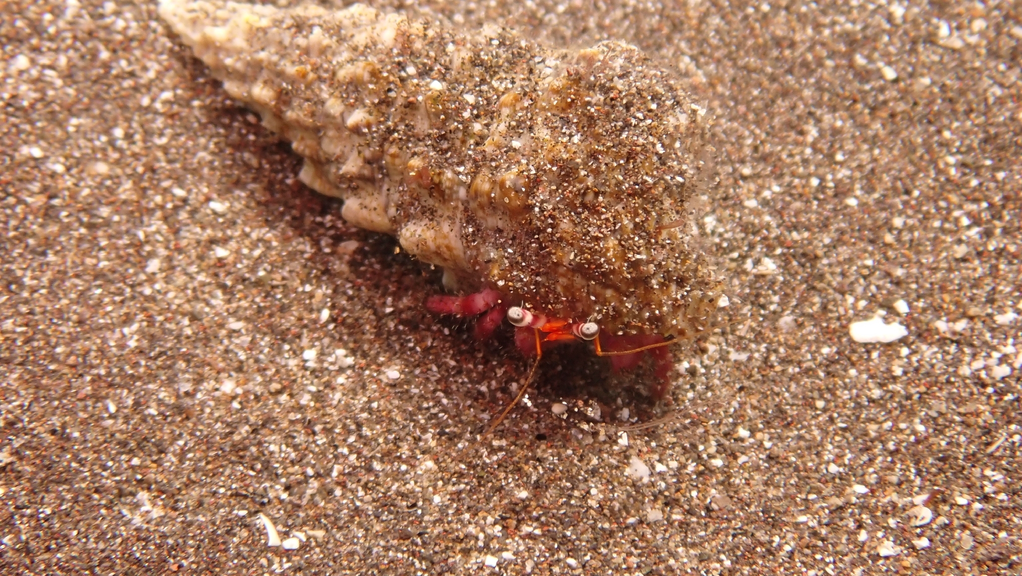 Cangrejo ermitaño