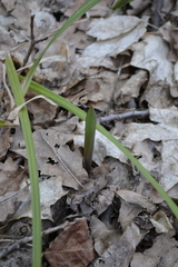 Tulipa sylvestris australis