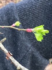 Crataegus marshallii
