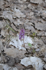 Corydalis solida