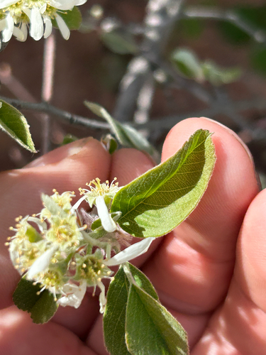 Amelanchier humilis, photograph 3