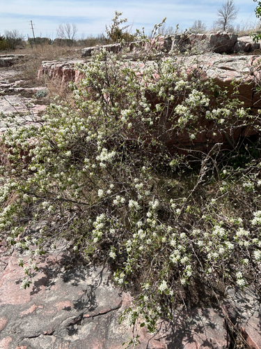 Amelanchier humilis, photograph 4