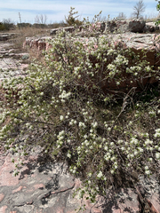author not stated, no rights reserved Amelanchier humilis, photograph author not stated, no rights reserved