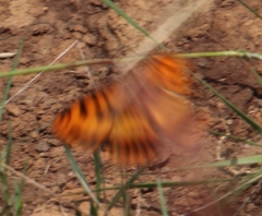 Byblia