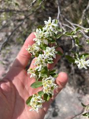 Amelanchier humilis
