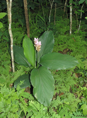 Curcuma rhabdota, photograph (c) Oleg Kosterin, some rights reserved (CC BY)