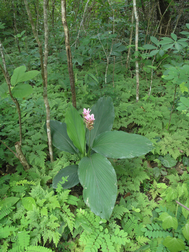 Curcuma rhabdota, photograph 5