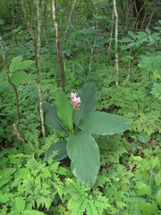 Curcuma rhabdota, photograph (c) Oleg Kosterin, some rights reserved (CC BY)