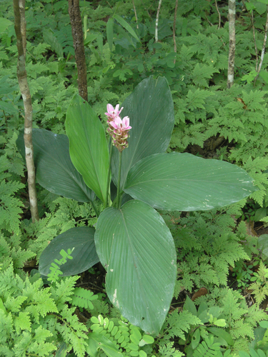 Curcuma rhabdota, photograph 4