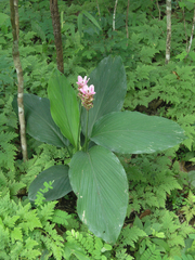 Curcuma rhabdota, photograph (c) Oleg Kosterin, some rights reserved (CC BY)