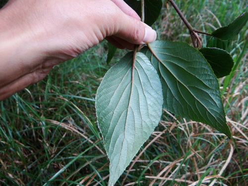 Image of Viburnum furcatum by (c) 呂一起(Lu i-chi), some rights reserved (CC BY)