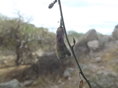 Lyrocarpa