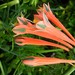Clinanthus incarnatus - Photo (c) Erick Lux, μερικά δικαιώματα διατηρούνται (CC BY-NC-SA)