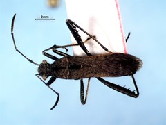 Alydus conspersus