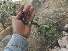 Lyrocarpa