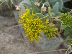 Coulterella capitata