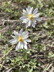 Anemone caroliniana, photograph author not stated, no rights reserved