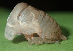 Stictopelta squarus