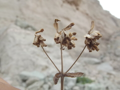 Coulterella capitata