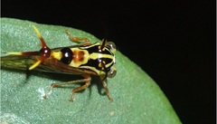Heteronotus brindleyi