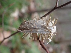 Akanthomyces aculeatus