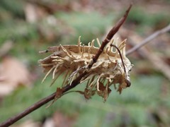Akanthomyces aculeatus