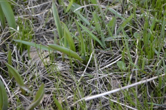Tulipa sylvestris australis