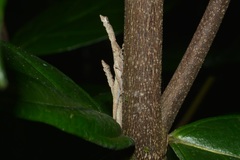 Diestostemma bituberculatum