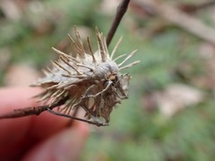 Akanthomyces aculeatus